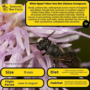 Part 17 of all UK Bee Species - White-lipped Yellow-face Bee (Hylaeus incongruus) 🦋❤🐝🌺🌍 #createyourwildspace #Pollinators #Biodiversity #Bees #beebombs #gift #nature #bringthebeesback #weareone #eco | Beebombs