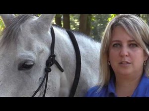 How to halter and bridle your horse