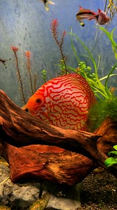 1.2K views · 19 reactions | Extremely chilled XL DISCUS available. Around 15cm, add this beauty to your collection . #aquariumshop #tropicalfish #aquariumhobby #vibrant #discustank #discus | A1 Tropicals | Facebook