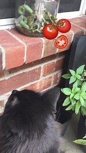 #tomatoes #gardenpests #worms #bugs #mainecooncat #summervibes #gardeningtips #hornworms #TomatoWorms | Paula Dodd Barnes