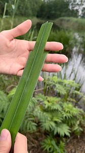 1.7M views · 117 reactions | How to make a plant  rocket  by @narcissus.outdoors | Earthpix | Facebook