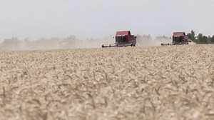 Wheat Harvest Field Professional Farming Workfarmers Stock Footage Video (100% Royalty-free) 3975371639 | Shutterstock
