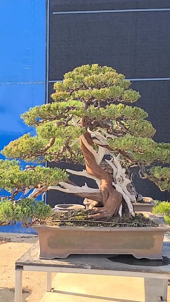 TikTok의 스마일분재경매장