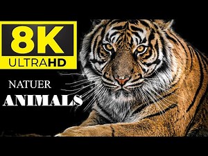Amazon Rainforest Wildlife in 8K ULTRA HD | Relaxing Nature Sounds & Animal Documentary (2025)