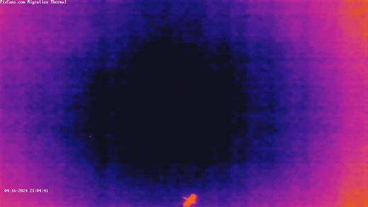 We had a high number of birds migrating through Westmoreland County in PA last night, 2.66 million birds! This is where our thermal migration camera is located. We captured this large low flying bird last night we thought was interesting. This appears to be a swan or a goose. We are not sure. We show the video in full frame then again in slow motion to see it better. You can see the migration station here: https://pixcams.com/bird-migration-live/ Link to BirdCast for Westmoreland County: https:/