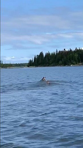 Caribou swimming across lake.