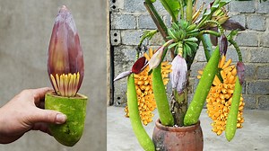 Unveiling the hidden secrets of growing squash and bananas | DIY Balcony Garden