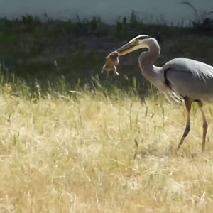 Million Viewer on Reels