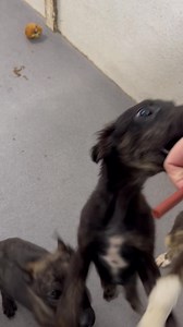 Lurcher puppies | Limerick Animal Welfare