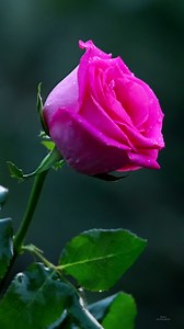 60K views · 6.8K reactions | Pink Roses #roses | Roses | Facebook