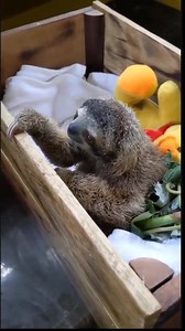 adorable sloth | I Love Sloth
