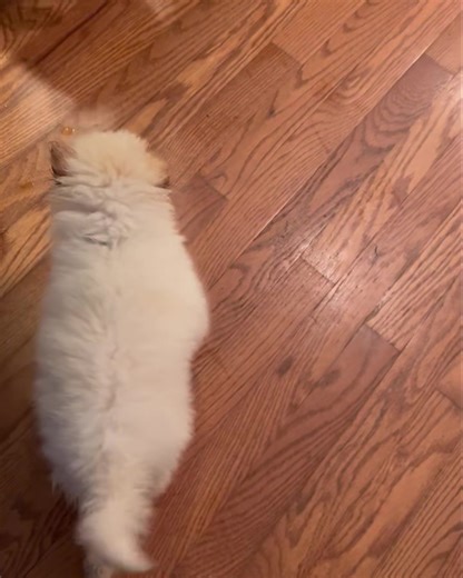 18K views · 498 reactions | He wants to follow all the other dogs and even on the wood floors look at the improvement in Bentley already. Keep moving forward little man #bbom #underdogs #progress | Boxer Butts & Other Mutts | Facebook