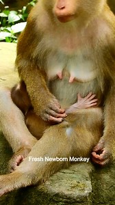 See Luna try quit milk her baby monkey, Pity little cute baby Lynx, DSCN6582 | Fresh Newborn Monkey | Facebook