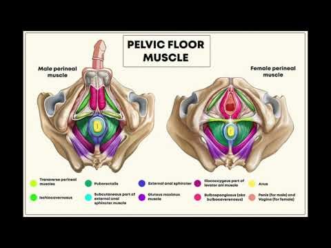 External Anal Sphincter, Internal Anal Sphincter, Pelvic Floor Frequency