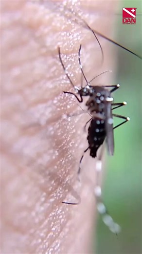 Malaria and diving: prevent bites, use the right prophylaxis, and never dive with fever. Plan with a travel clinic and protect your team. 🌍🌊 #DiveSafety #ScubaDiving #TravelHealth #Malaria #DAN #SafeDiving #Neurodiversity #OceanLife DAN Europe (Divers Alert Network Europe) Divers Alert Network | DAN Southern Africa
