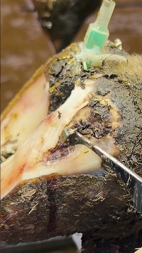 BACK hoof trimming. Taking it slow, LOVING every moment 🐮