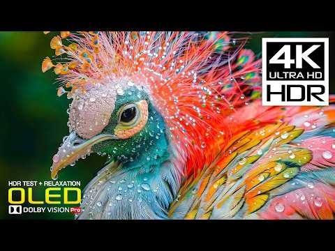 Incredible 4K Video HDR Clarity | Real 60FPS Dolby Vision OLED TEST (8K/4K Ultra HD TV)