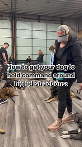 10K views · 62 reactions | If you keep your dog in kindergarten...