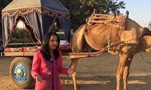 While mounting a camel might sound difficult to you, enjoying camel cart ride won't. Discover the richness of #Pushkar in these fully-equipped carts. It can accommodate 4 people and the ride would cost you just about Rs 700. #OrchardResort | News18 Lifestyle