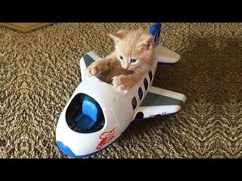 Essayer De Ne Pas Rire Animaux - Vidéos De Chats Drôles À Mourir De Rire #124