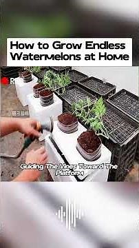 DIY Watermelon Garden Hack 🍉 | Grow Juicy Watermelons at Home #shortsfeed