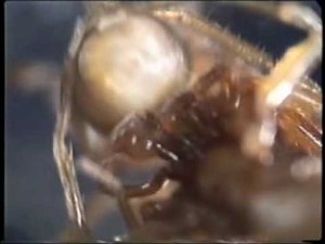 Traumatic insemination