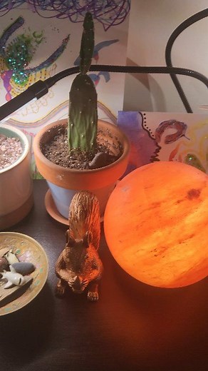 Cute Setup...#cute #bookcase #plants #saltlamp #squirrel #fun #eyecatching | Nathan Lapointe