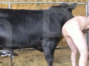 [ Beastiality Sex Video Gay ] Bald man sucks and strokes bull's penis and balls