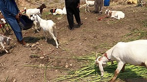 TIDDI BAKRA https://youtu.be/0iBBDGSICD4 More Videos https://bit.ly/Bakramandipk | Bakra Mandi ( Pakistan )