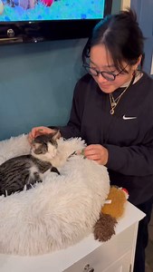 We love to ask volunteers who their favorite cat at the cafe is, and today’s favorite is Ms. Bunsen Burner!🥼🧑‍🔬 This girl is so sweet and cuddly, and loves nothing more than snuggling up with you for some serious cuddle time. She is paired with her brother, Beaker, who she loves so very much.❤️ The pair can often be found sleeping together and grooming each other. We love you, Bunsen! #catcafebk #rescue #adoptdontshop #brooklyn #catrescue #adopt #brooklyncats #bbawc #spayandneuter #trapneuter