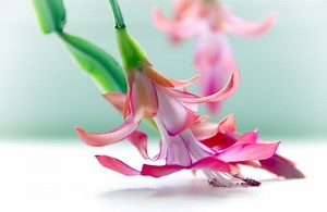 4K, Schlumbergera, Cactuses, Closeup, Pink color Rare Gallery wallpaper