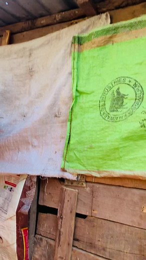 Celebrating Aseel Murghas: The Passionate Lovers of Aseel Chicken