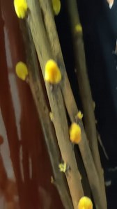 8K views · 35 reactions | Genet | WildEarth Cam | Facebook