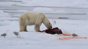 Polar Bear Eating Preypolar Bear Eating Stock Footage Video (100% Royalty-free) 14029412 | Shutterstock
