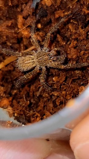 Venomman20 on TikTok