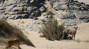 Hoanib Valley Camp in Namibia is already delivering plenty of excitement. Thanks to guide Mwezi for this video. #safarisofcharacter #naturalselectiontravel #naturalselectionsafaris #hoanibvalleycamp #namibia #lionhunt | Natural Selection