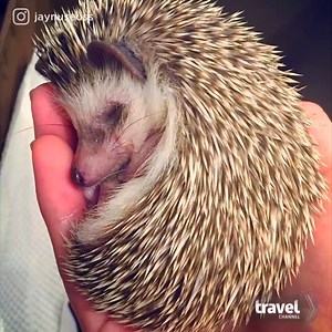 2.5M views · 3.6K shares | Head to Tokyo to cuddle with hedgehogs while you sip your tea! | Travel Channel | Facebook
