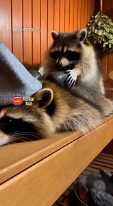 1K views | Raccoon recieves relaxing hot stone massage! #relax #sauna #spa #RelaxAndUnwind #racoonslife #fblifestyle | Cup of Joe Films | Facebook