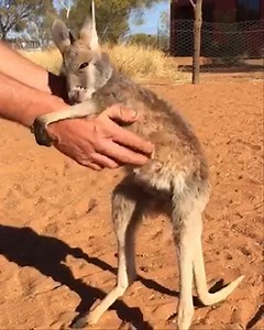 Orphan baby kangaroo loves her pouch 🦘 | MetDaan Beauty