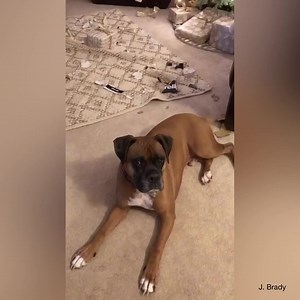 Can you say, “Guilty”?!?! *Volume On* | Boxer Dog Bonanza