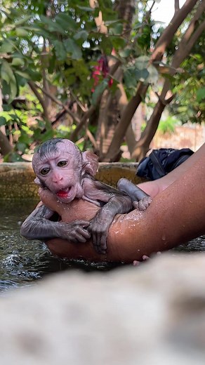 Shower for baby monkey | Monkey Foo