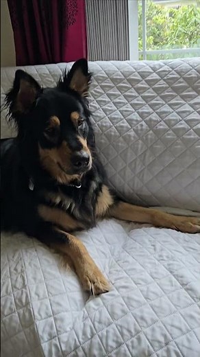 🤔 The nodding dog try to answer "yes!"