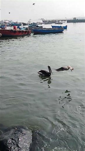 Buscando a Nemo con los pelícanos 😂