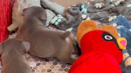 More Frenchton pup videos……sorry not sorry! | For the Love of a Boxer Rescue & Sanctuary - Michigan