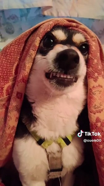 вот такая вот история #собакаврек #рекомендации #герда #агростая #догблогеры #рек #хочуврекомендации #собака #срочноврек#цыган#догток