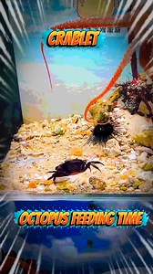 Takoyaki Crablet Krustycrab ButteredLobster. 😋😋😋 #highlights2025 #viralvideoシ #fypシ #everyone #followers #highlights | KJ Jamusic