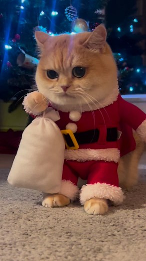 ho ho ho ……..Santa is coming 🎅🏻 | Molly