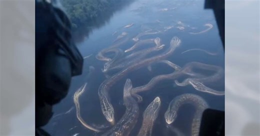 Những con trăn Anaconda khổng lồ ở Amazon là thật hay giả?