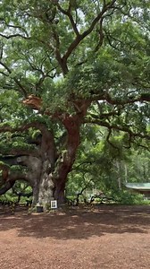 Majestic Angel Oak Tree – Landscape Photography, Johns Island SC | Digital Download - Etsy Canada