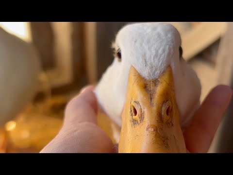 Gag and 99 nights codes!